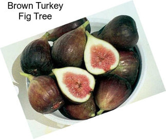 Brown Turkey Fig Tree