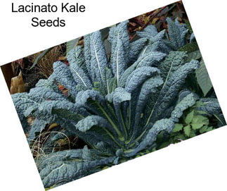 Lacinato Kale Seeds