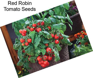 Red Robin Tomato Seeds