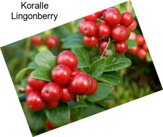 Koralle Lingonberry