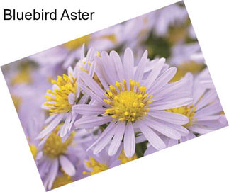 Bluebird Aster