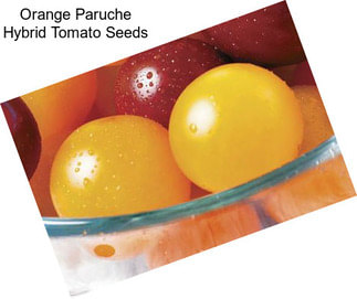 Orange Paruche Hybrid Tomato Seeds