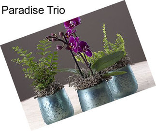 Paradise Trio