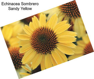 Echinacea Sombrero Sandy Yellow