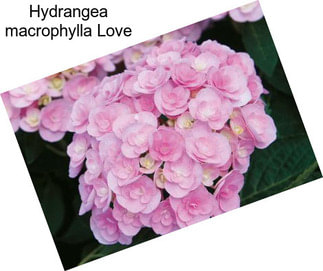 Hydrangea macrophylla Love