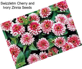 Swizzletm Cherry and Ivory Zinnia Seeds