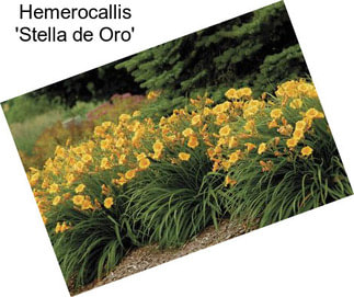 Hemerocallis \'Stella de Oro\'