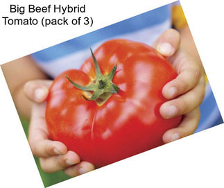 Big Beef Hybrid Tomato (pack of 3)