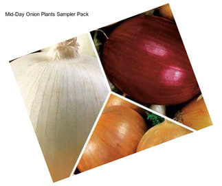 Mid-Day Onion Plants Sampler Pack