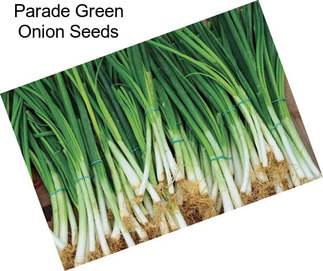 Parade Green Onion Seeds