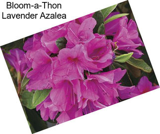 Bloom-a-Thon Lavender Azalea