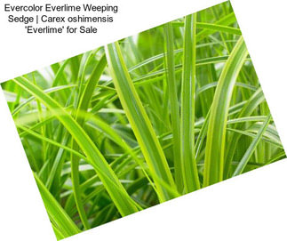 Evercolor Everlime Weeping Sedge | Carex oshimensis \'Everlime\' for Sale