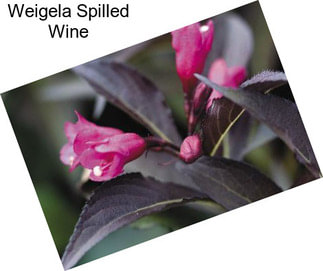 Weigela Spilled Wine