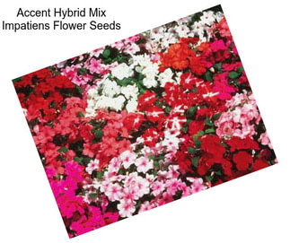 Accent Hybrid Mix Impatiens Flower Seeds