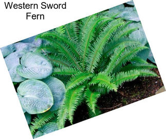 Western Sword Fern
