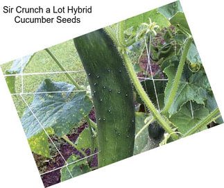 Sir Crunch a Lot Hybrid Cucumber Seeds