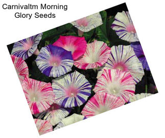 Carnivaltm Morning Glory Seeds