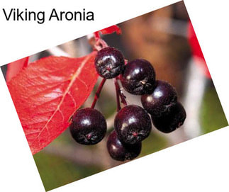 Viking Aronia