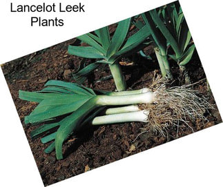 Lancelot Leek Plants