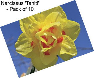 Narcissus \'Tahiti\' - Pack of 10