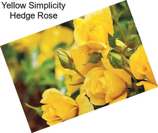 Yellow Simplicity Hedge Rose