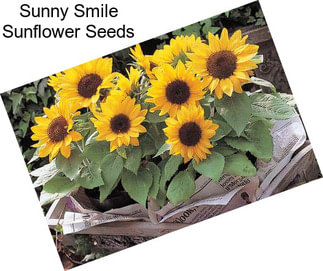 Sunny Smile Sunflower Seeds