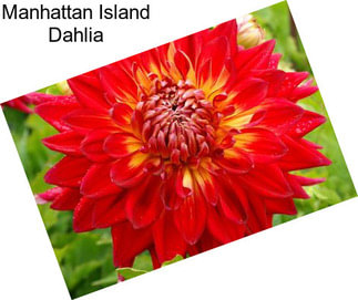 Manhattan Island Dahlia