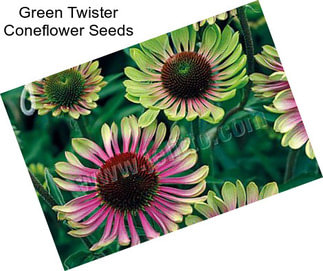 Green Twister Coneflower Seeds