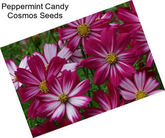 Peppermint Candy Cosmos Seeds