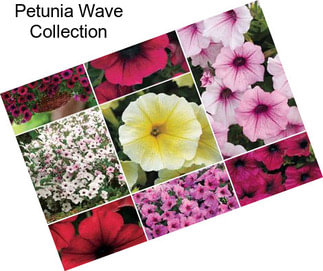 Petunia Wave Collection