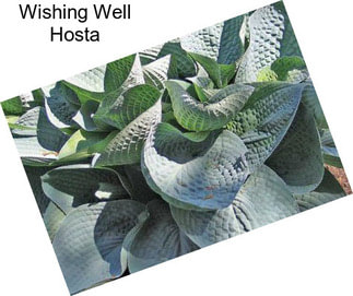 Wishing Well Hosta