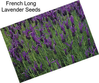 French Long Lavender Seeds