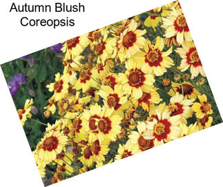 Autumn Blush Coreopsis
