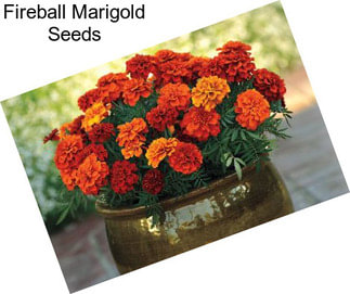 Fireball Marigold Seeds