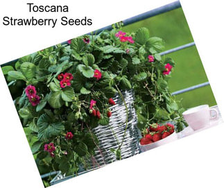 Toscana Strawberry Seeds