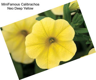 MiniFamous Calibrachoa Neo Deep Yellow