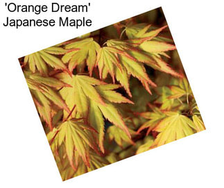 \'Orange Dream\' Japanese Maple