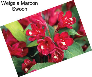 Weigela Maroon Swoon