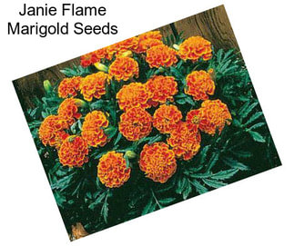 Janie Flame Marigold Seeds