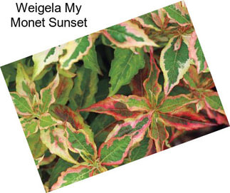 Weigela My Monet Sunset