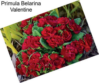 Primula Belarina Valentine