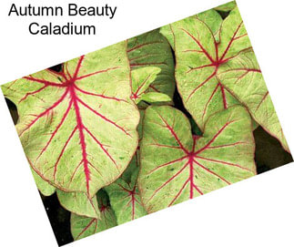 Autumn Beauty Caladium