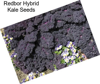 Redbor Hybrid Kale Seeds