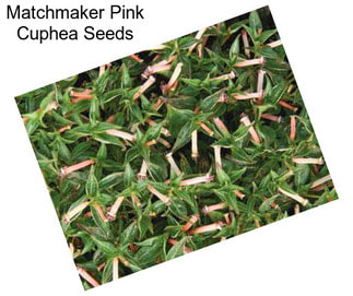 Matchmaker Pink Cuphea Seeds
