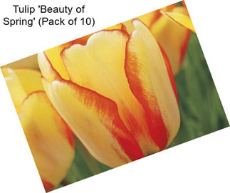 Tulip \'Beauty of Spring\' (Pack of 10)