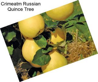 Crimeatm Russian Quince Tree