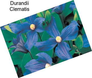 Durandii Clematis