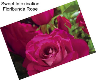 Sweet Intoxication Floribunda Rose