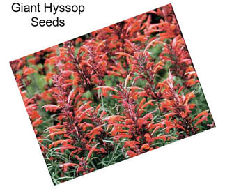 Giant Hyssop Seeds