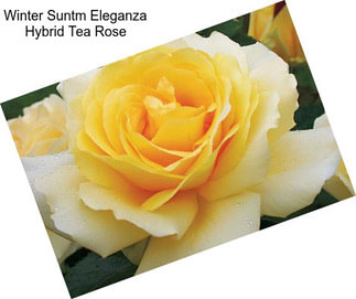Winter Suntm Eleganza Hybrid Tea Rose